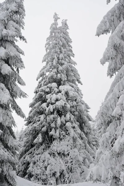 Высокие Еловые Деревья Покрытые Снегом Лесу Зимой — стоковое фото