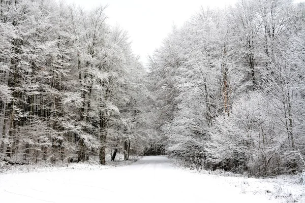 Uma Paisagem Uma Floresta Inverno Tudo Coberto Neve Perfeito Para — Fotografia de Stock