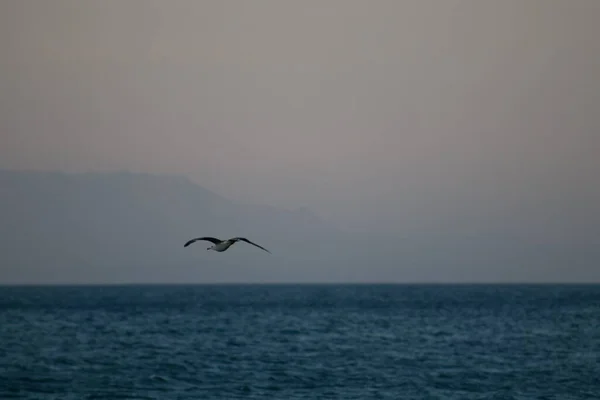 Mouette Vole Dans Ciel Nuageux — Photo