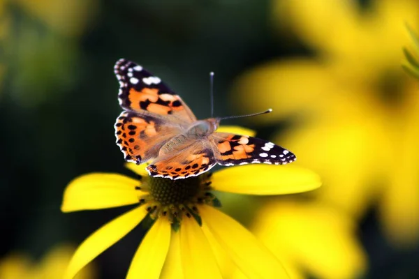 Vanessa Cardui Kelebeği Echinacea Purpurea — Stok fotoğraf