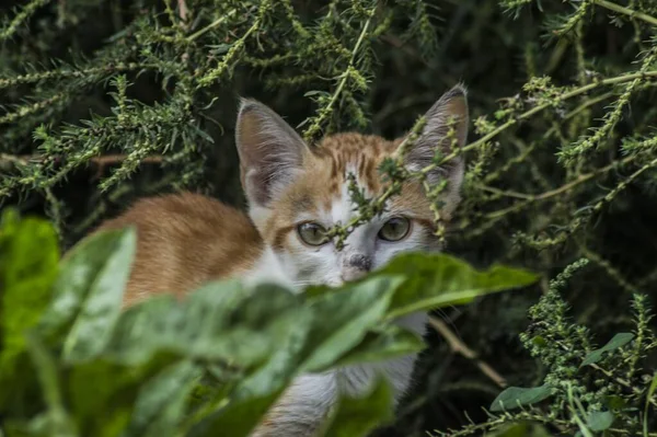 Närbild Skott Bedårande Ingefära Katt Gömmer Sig Bakom Grönska — Stockfoto