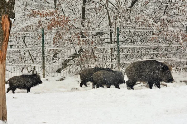Herd Black Wild Boars Preserved Area Snow Covered Field — Stock Photo, Image