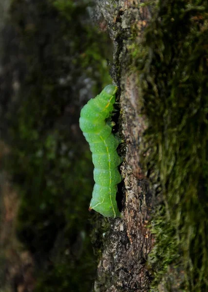 Гусеница Оперофтера Брумата Коре Дерева — стоковое фото