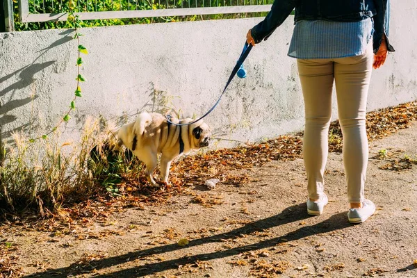 Una Femmina Che Cammina Con Cane Parco Con Sacco Bellissimi — Foto Stock