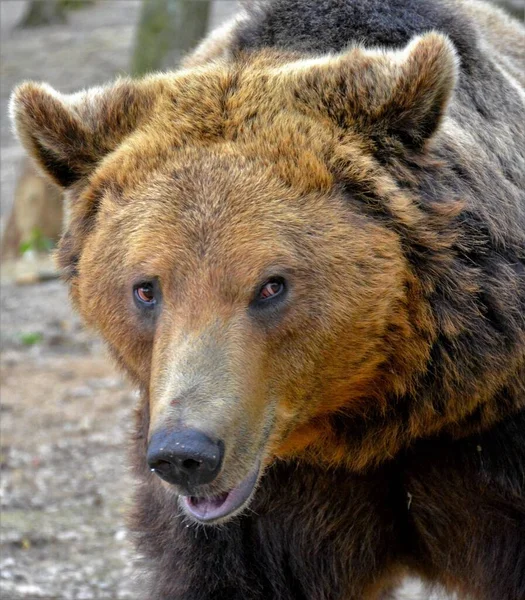 Primer Plano Del Hocico Oso Pardo — Foto de Stock