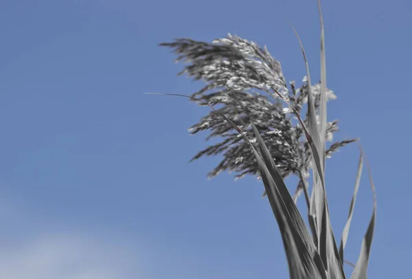 Açık Mavi Gökyüzünde Bir Phragmitlerin Yakın Çekimi — Stok fotoğraf