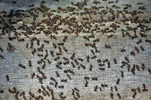 Många Myror Bräda — Stockfoto