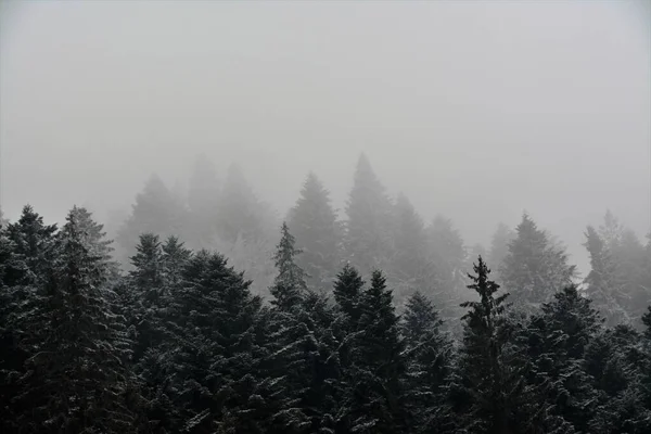 Bosque Denso Abetos Cubierto Niebla Invierno — Foto de Stock