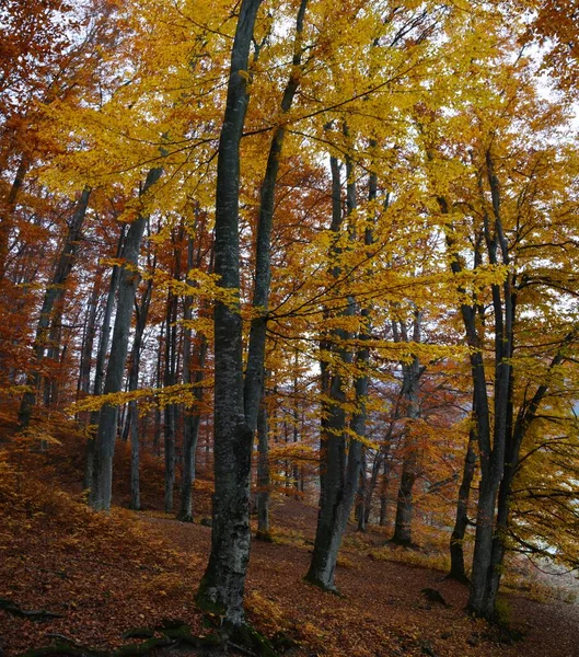 Uma Bela Paisagem Outono Uma Floresta Com Árvores Coloridas — Fotografia de Stock