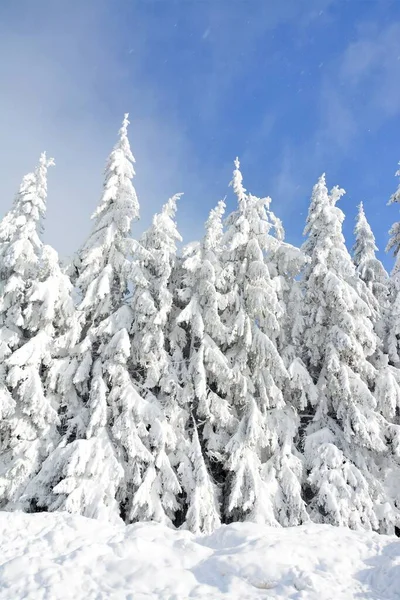 Vacker Natur Skog Med Granar Täckta Med Snö Molnig Himmel — Stockfoto