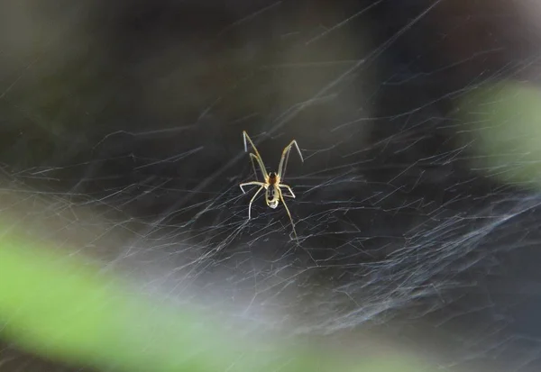 Neriene Radiata Spider Web — Foto de Stock