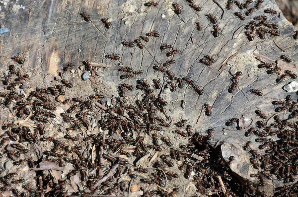 Koloni Semut Tanah — Stok Foto