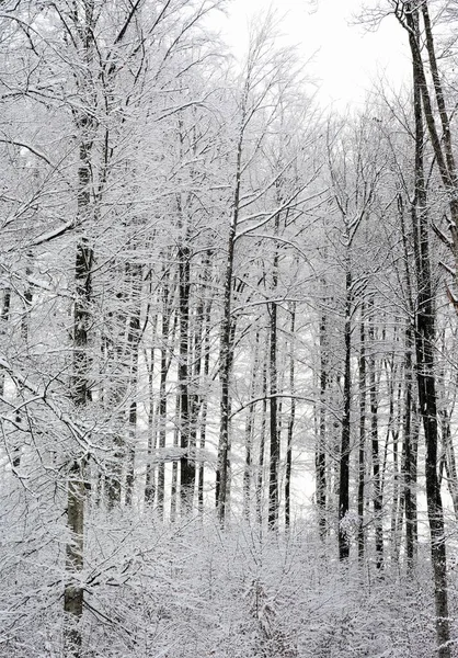 Eine Vertikale Aufnahme Der Schönen Schneebedeckten Kahlen Bäume Einem Wald — Stockfoto