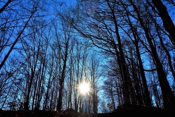 Sol Brilla Cielo Azul Detrás Los Altos Árboles Desnudos Del — Foto de Stock