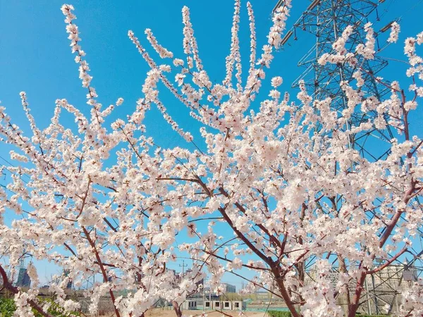 하늘을 배경으로 아름다운 벚꽃이 — 스톡 사진