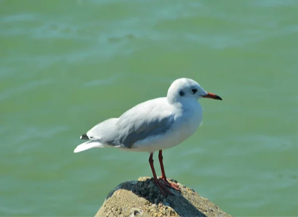 Tiro Foco Seletivo Hartlaub Gull Pedra Praia — Fotografia de Stock