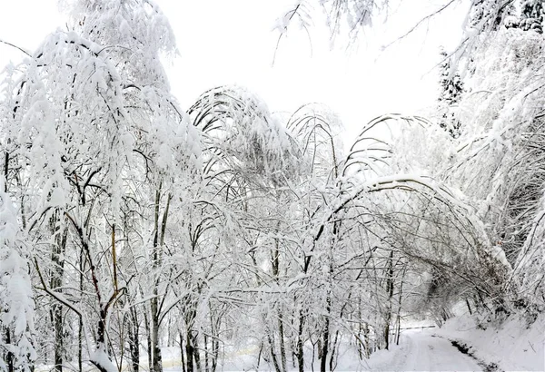 Träden Täckta Med Snö Vintern — Stockfoto