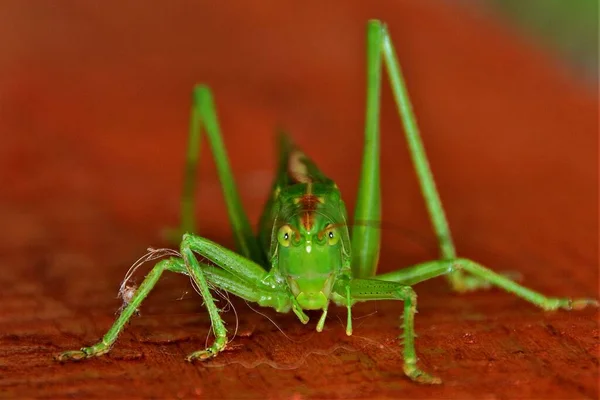 Green Tettigonia Viridissima Insect Close — Stock Photo, Image