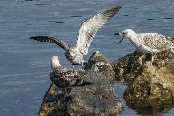 Een Close Shot Van Meeuwen Zittend Rotsen Bij Het Water — Stockfoto