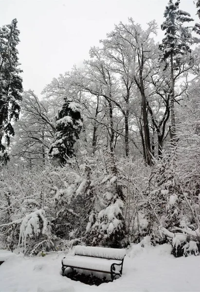 Vertikal Bild Bänk Träden Helt Täckt Snö Fångas Kall Vinterdag — Stockfoto