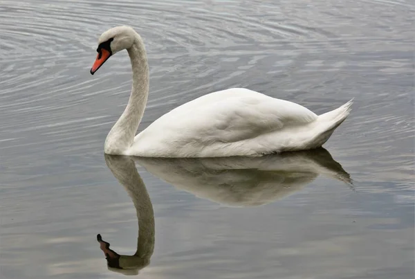 Grande Cisne Branco Superfície Água Perfeito Para Fundo — Fotografia de Stock