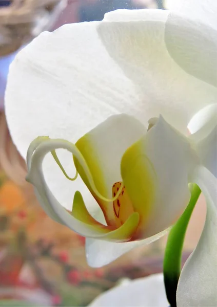 Tiro Seletivo Foco Estigma Uma Orquídea Branca — Fotografia de Stock