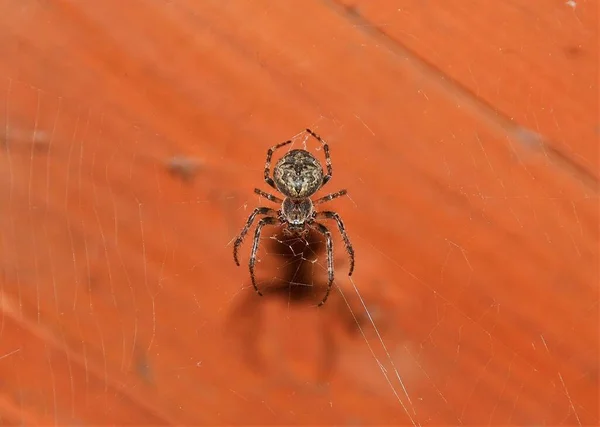 一只蜘蛛在其网络上橙色背景后面的特写照片 — 图库照片