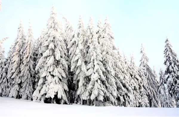 Kışın Karla Kaplı Ladin Ağaçları — Stok fotoğraf