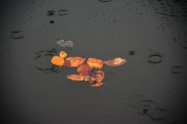 水面に浮かぶオレンジの葉の景色 — ストック写真