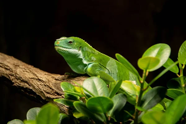 Una Anole Verde Sentada Rama Del Árbol Con Fondo Negro —  Fotos de Stock