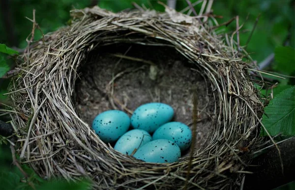 Blauwe Eieren Het Nest Een Natuurlijke Omgeving — Stockfoto