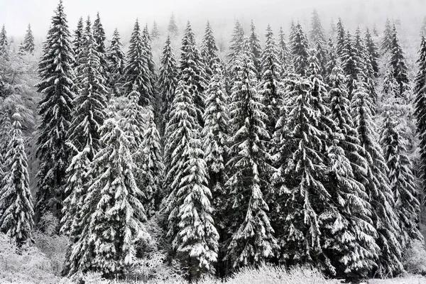 Low Angle Shot Magnificent Snow Covered Pine Trees Hill Captured — Stock Photo, Image