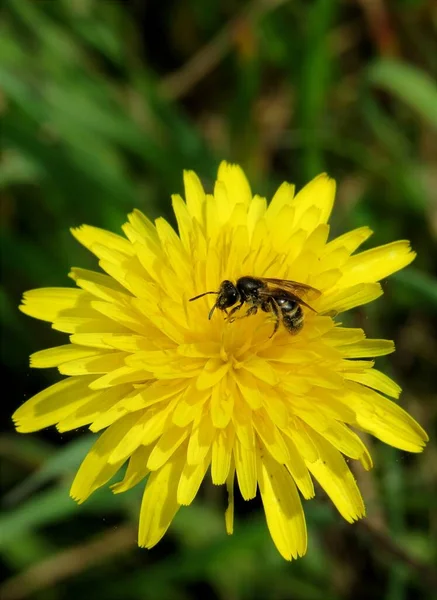 Selektywne Ujęcie Pszczoły Siedzącej Żółtym Mniszku Lekarskim — Zdjęcie stockowe