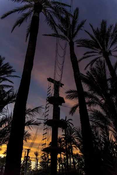 Een Verticaal Schot Van Een Palmboom Die Prachtige Lucht Bereikt — Stockfoto