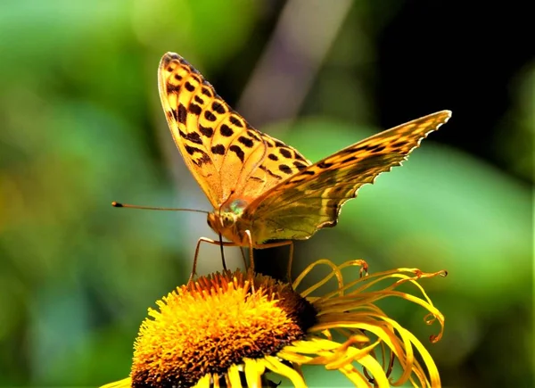 Spanyol Királynő Fritilláris Pillangó Issoria Lathonia Egy Virágon — Stock Fotó
