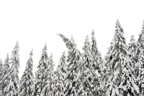 Floresta Com Pinheiros Cobertos Neve Inverno — Fotografia de Stock