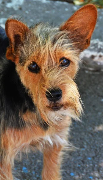 Foco Seletivo Cão Terrier Australiano Olhando Para Câmera — Fotografia de Stock