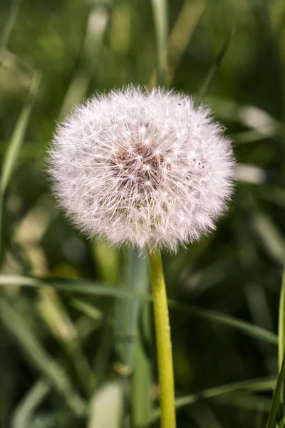 Een Verticaal Shot Van Een Droge Paardebloem Omringd Door Gras — Stockfoto