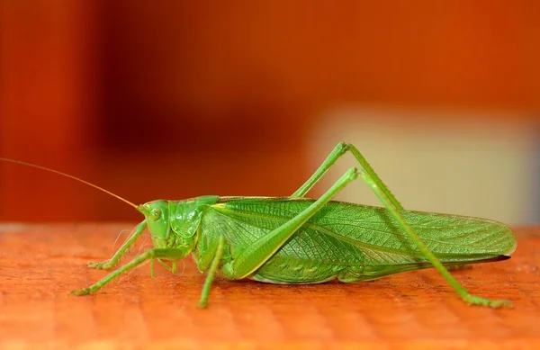 Ένα Πράσινο Έντομο Tettigonia Viridisma Κοντινή Απόσταση — Φωτογραφία Αρχείου