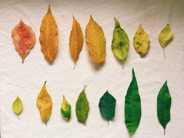 Kleurrijke Herfstbladeren Een Witte Achtergrond Veroudering Bladeren Uitvoering — Stockfoto