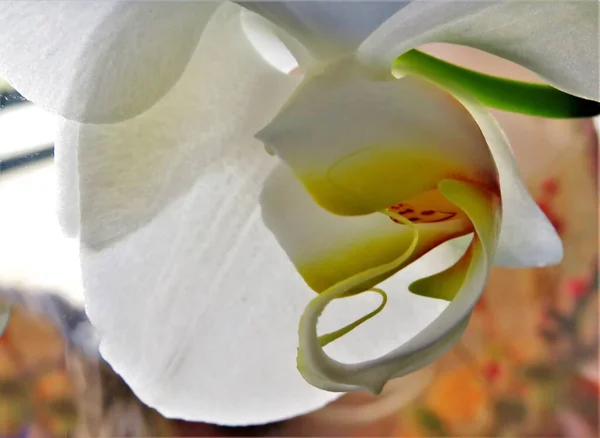 Selective Focus Shot Stigma White Orchid — Stock Photo, Image