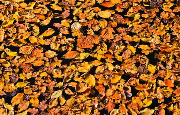 Die Herbstblätter Auf Der Wasseroberfläche — Stockfoto