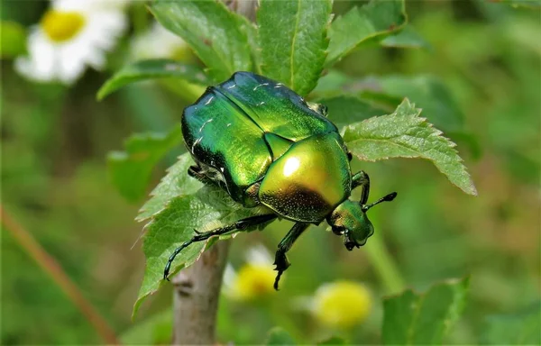 Cetonia Aurata Bug Een Bloem — Stockfoto