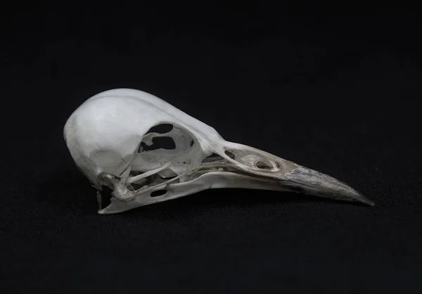 Ein Schädel Des Picinae Vogels — Stockfoto