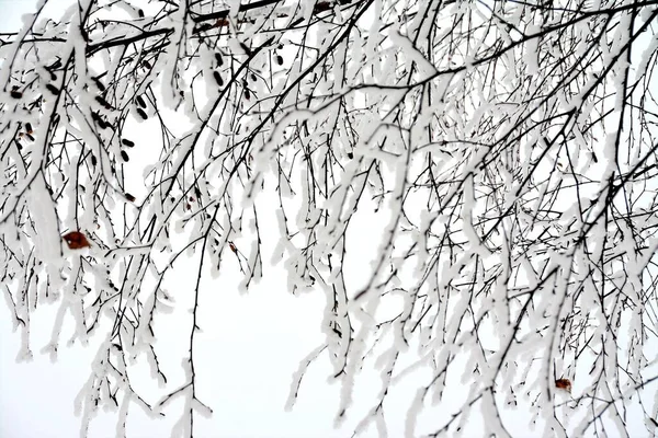 Tiro Enfoque Selectivo Las Hermosas Ramas Cubiertas Nieve Árbol Capturado —  Fotos de Stock