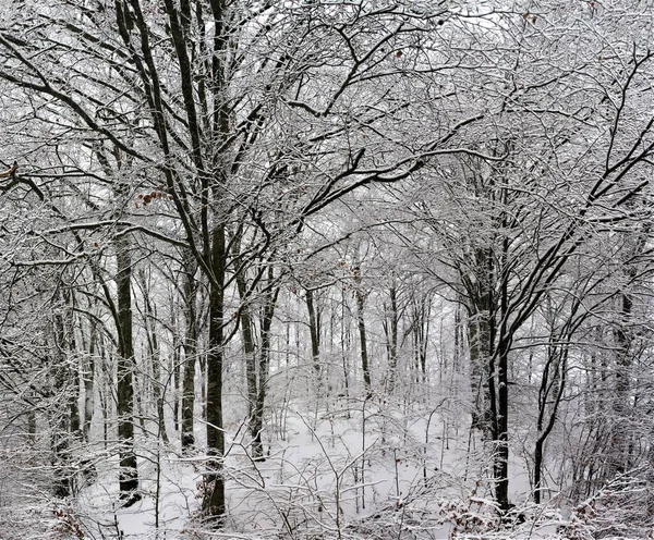 Beautiful View Tall Bare Trees Captured Snow Covered Forest Cold — Stock Photo, Image