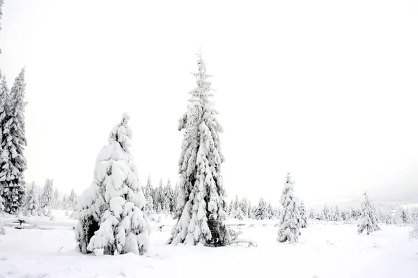 Снимок Красивых Заснеженных Сосен Поле Сделанный Холодный Зимний День — стоковое фото