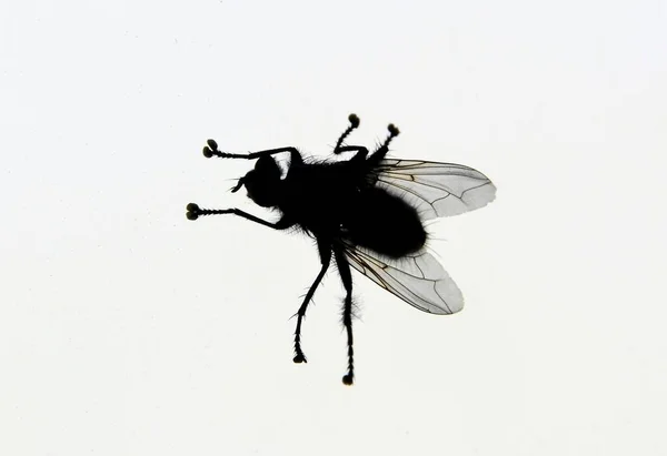 Fly Isolated White Background — Stock Photo, Image