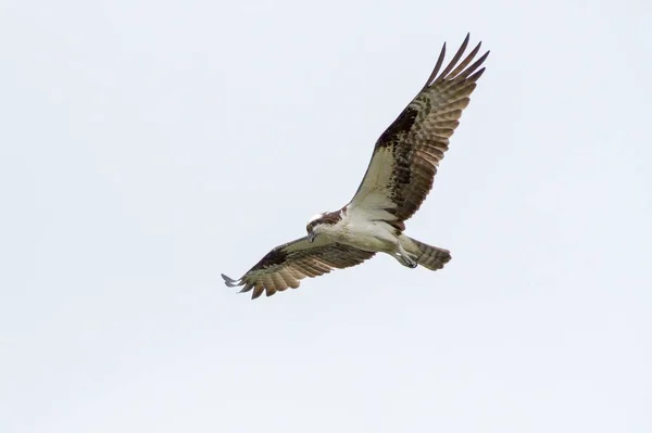 Tiro Osprey Ocidental Branco Marrom Que Voa Céu Azul — Fotografia de Stock