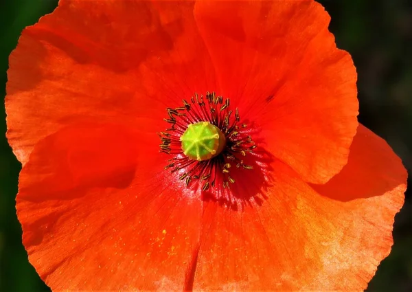 一张美丽的红色罂粟花的特写照片 — 图库照片